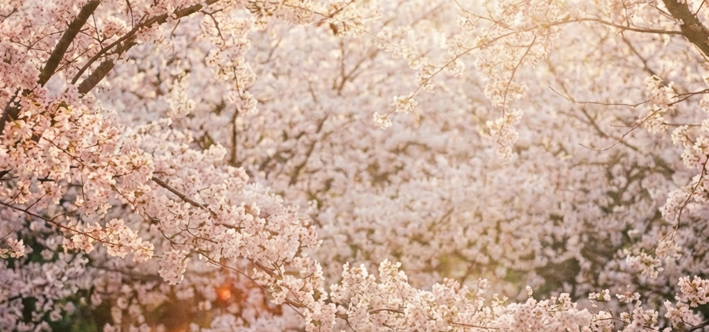 Cherry Blossoms Placeholder